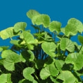 The Power of Gotu Kola: How This Ancient Herb Can Boost Your Brain