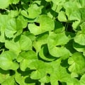 The Power of Gotu Kola in Balancing Hormones