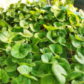 The Incredible Benefits of Centella Asiatica: A Comprehensive Guide