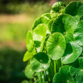 The Incredible Benefits of Centella Asiatica: From Collagen Production to Cognitive Function