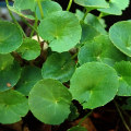 The Natural Solution: Gotu Kola for Anxiety Relief