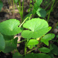 The Truth About Gotu Kola: Separating Fact from Fiction