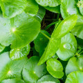 The Power of Gotu Kola for Hair Growth