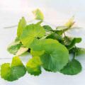 The Power of Centella Asiatica for Your Skin