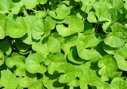 The Power of Gotu Kola in Balancing Hormones