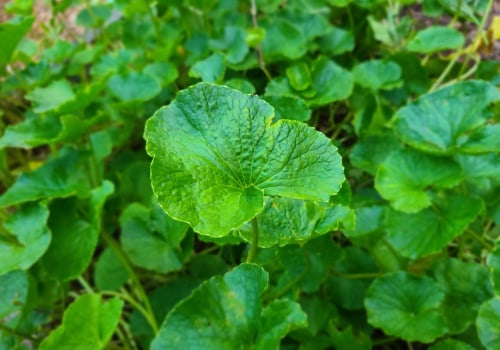 The Truth About Gotu Kola and Anxiety