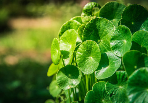 The Incredible Benefits of Centella Asiatica: From Collagen Production to Cognitive Function