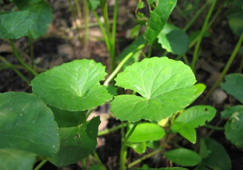 The Potential of Gotu Kola: Enhancing Energy and Cognitive Function