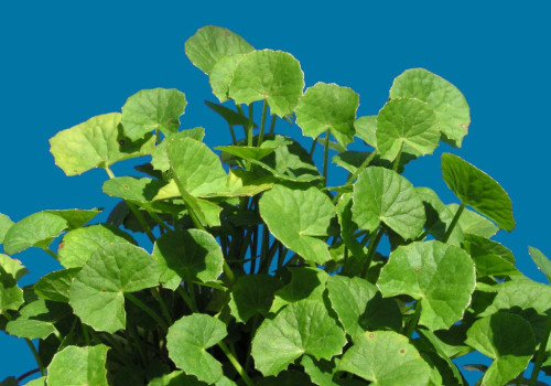 The Power of Gotu Kola for Dementia: An Expert's Perspective