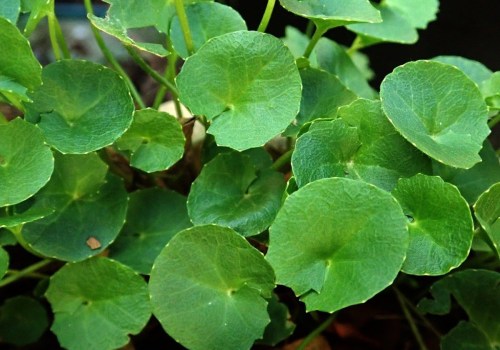 The Natural Solution: Gotu Kola for Anxiety Relief