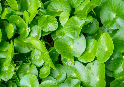 The Power of Gotu Kola for Hair Growth