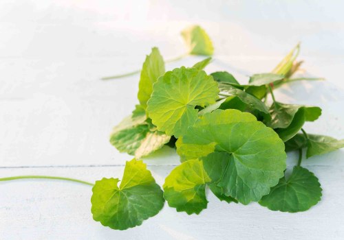 The Power of Centella Asiatica for Your Skin